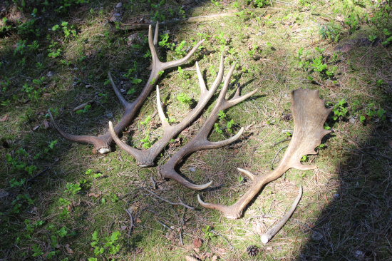 další kousky do sbírky