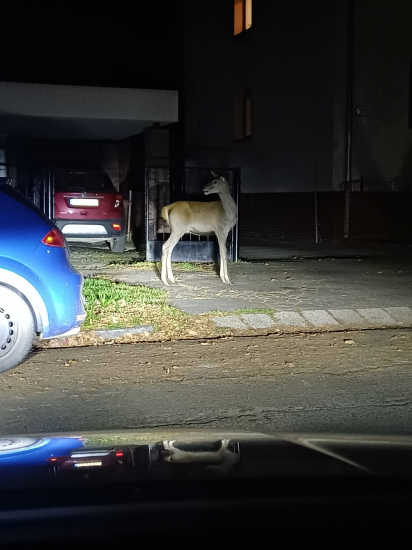 Jelenicka na jablckach v centre Zvolena