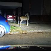 Jelenicka na jablckach v centre Zvolena