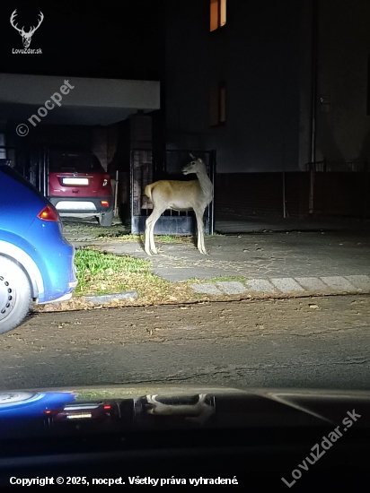 Jelenicka na jablckach v centre Zvolena
