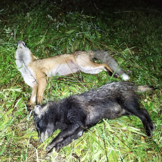 Dvojité šťastie...