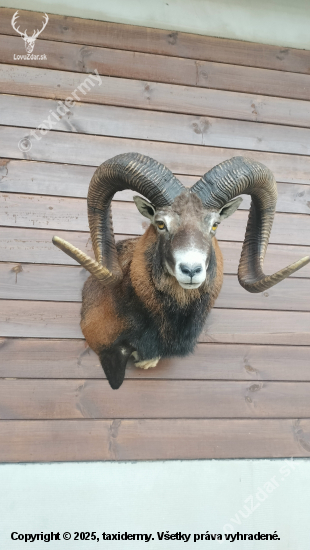 Muflón d