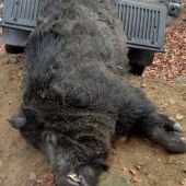 Diviačik s posliedky