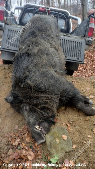 Diviačik s posliedky