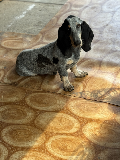 Modrý gaskonský baset