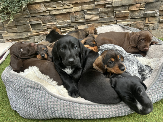 Jazvecik verzus stavac