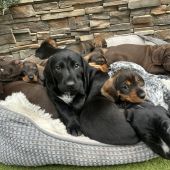 Jazvecik verzus stavac