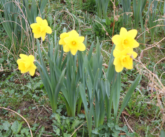 Narcis žlutý