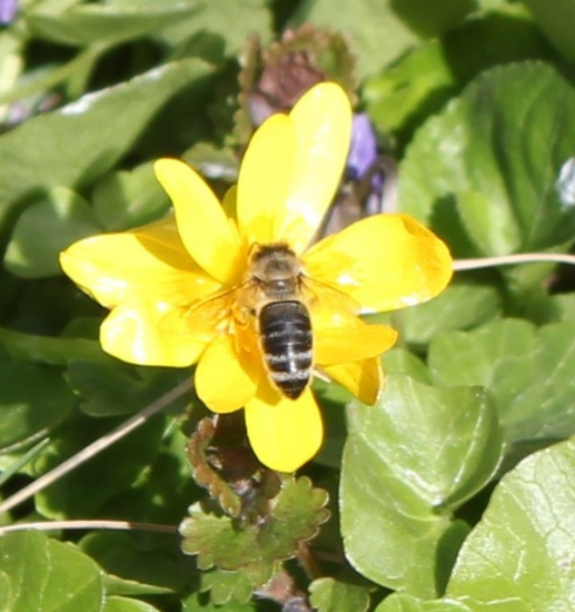 Orsej jarní s včelkou