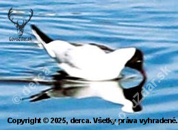 Zvědavý Racek