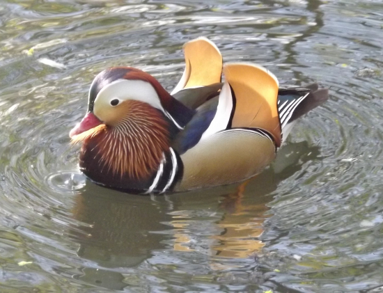 Kachnička mandarinská