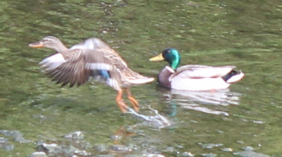 Už mě nebavíš, letím pryč.