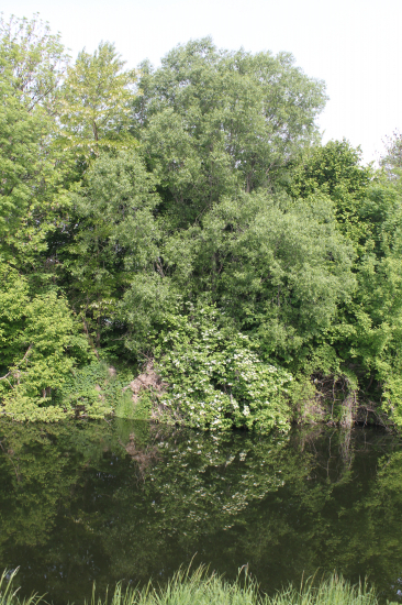 Příroda u vodní hladiny