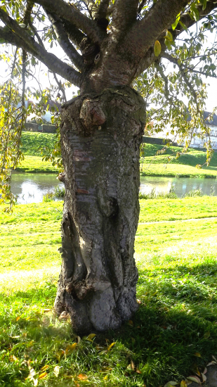 Přírodní fantazie