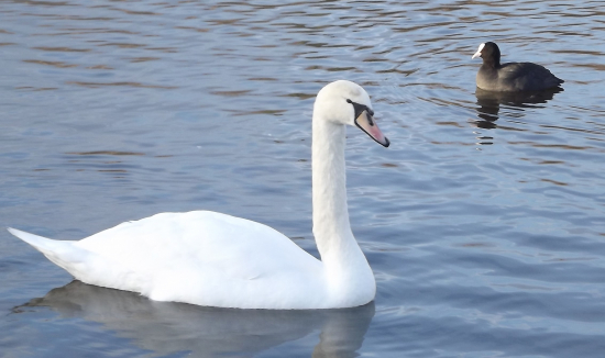 Labut´ Lyska černá