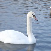 Labut´ Lyska černá