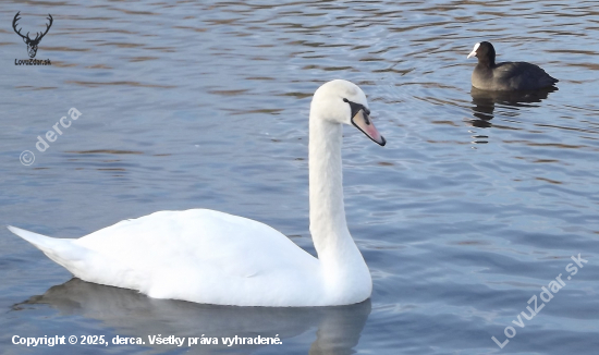 Labut´ Lyska černá