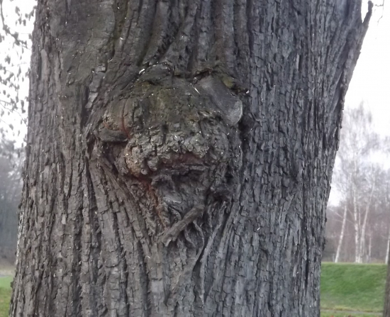 Přírodní fantazie