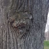 Přírodní fantazie