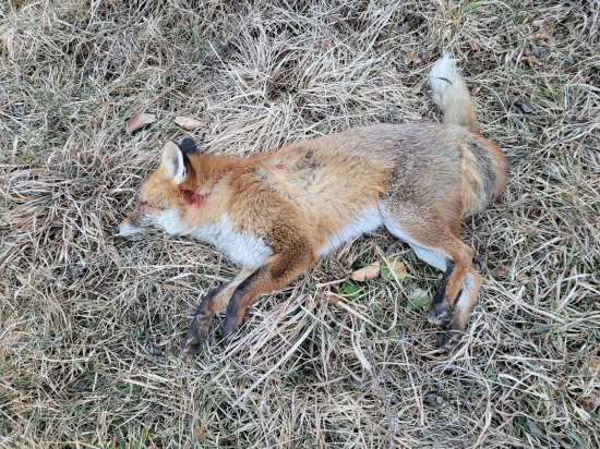 Začali sa objavovať zajačiky.