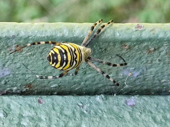 Križiak pásikavý 1