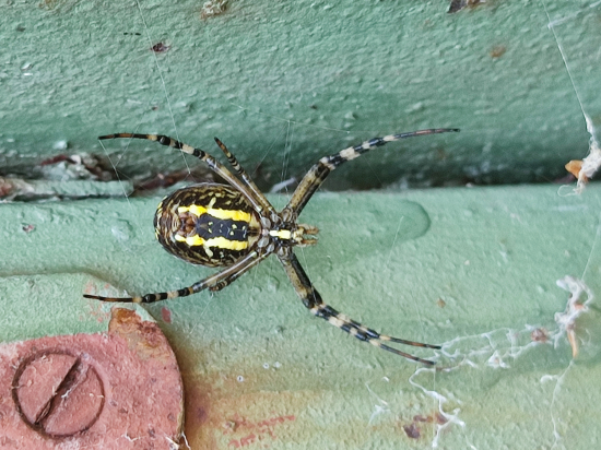 Križiak pásikavý ll odspodu