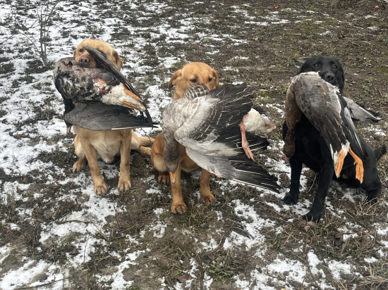 Polovka s Labradormi