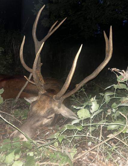 Rarita z jelenej ruje