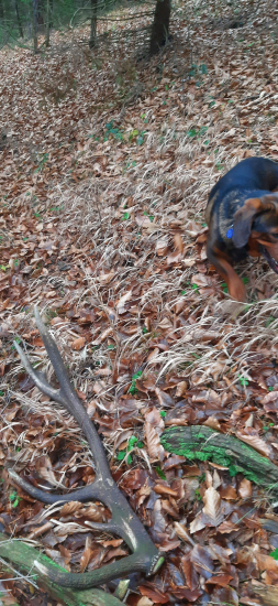 Stále sa dajú nájsť