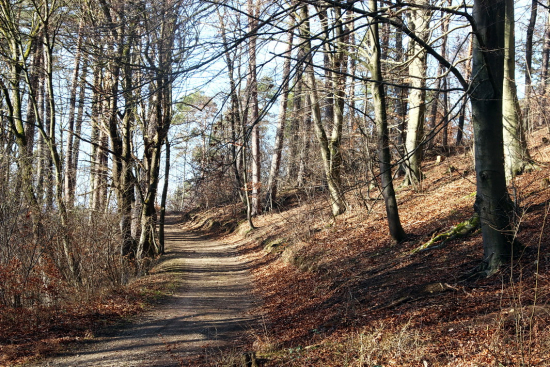 prechazka lesnou cestičkou