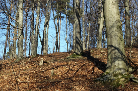 februárové potulky lesom