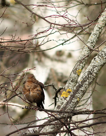 odpočívanie na strome,,