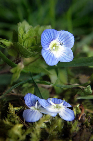 veronika perzská Veronica persica