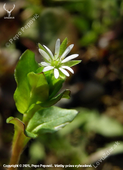 hviezdica prostredná Stellaria media (L.) Vill.