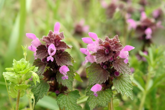 hluchavka purpurová