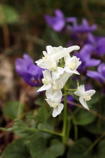 chochlačka dutá Corydalis cava (L.) Schweigg. et Körte