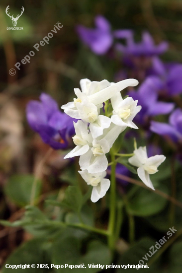 chochlačka dutá Corydalis cava (L.) Schweigg. et Körte