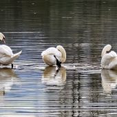 Trio