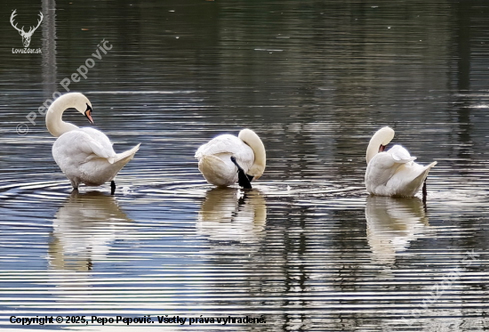 Trio