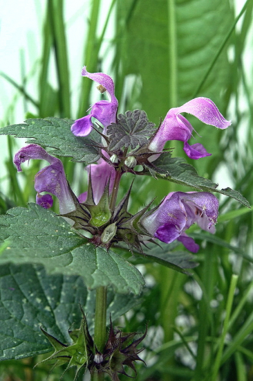 hluchavka škvrnitá