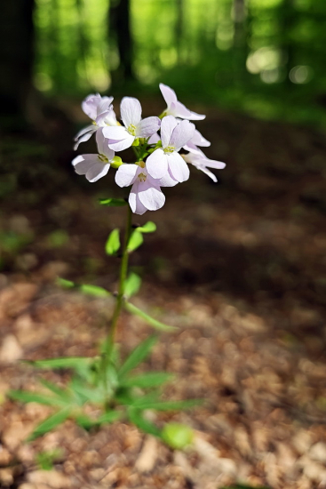 zubačka cibuľkonosná