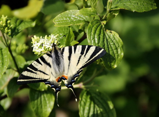 Iphiclides podalirius---vidlochvost ovocný