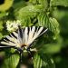 Iphiclides podalirius---vidlochvost ovocný