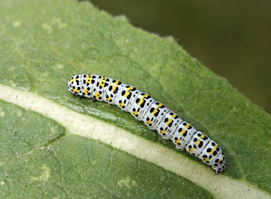 mora divozelová/húsenica/