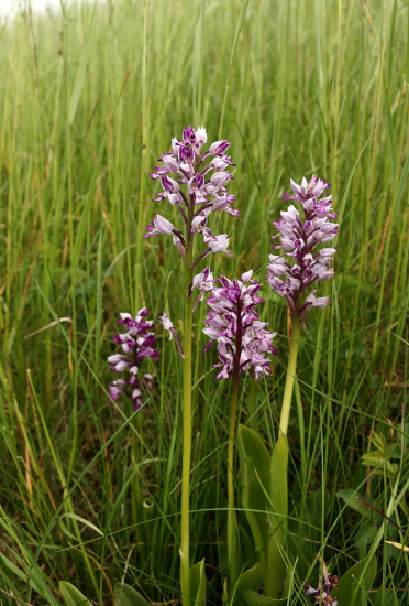 vstavač vojenský,, Orchis militaris L.
