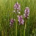 vstavač vojenský,, Orchis militaris L.