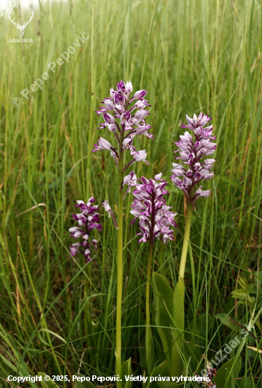 vstavač vojenský,, Orchis militaris L.