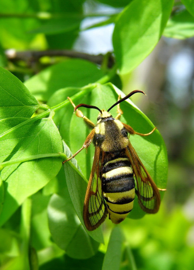 podobník sršňovitý