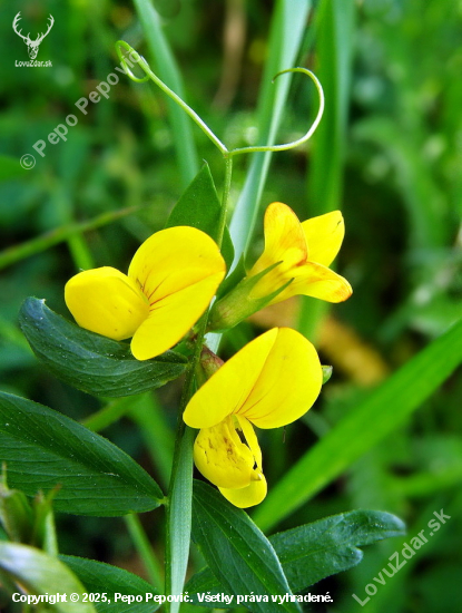 ľadenec rožkatý