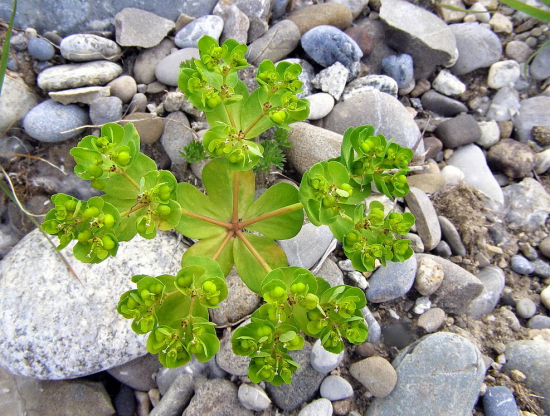 mliečnik kolovratcový